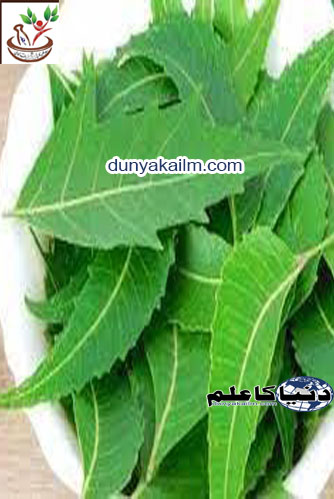Benefits of eating neem leaves on an empty stomach