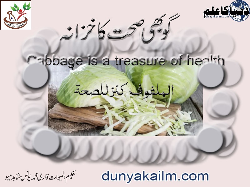 Cabbage-is-a-treasure-of-healthwww.dunyakailm.com_.jpg
