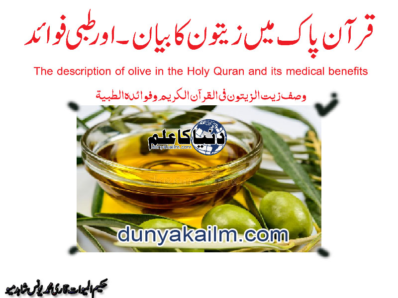 The description of olive in the Holy Quran and its medical benefits