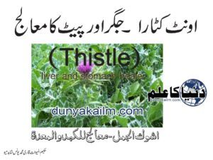 (Thistle) liver and stomach healer