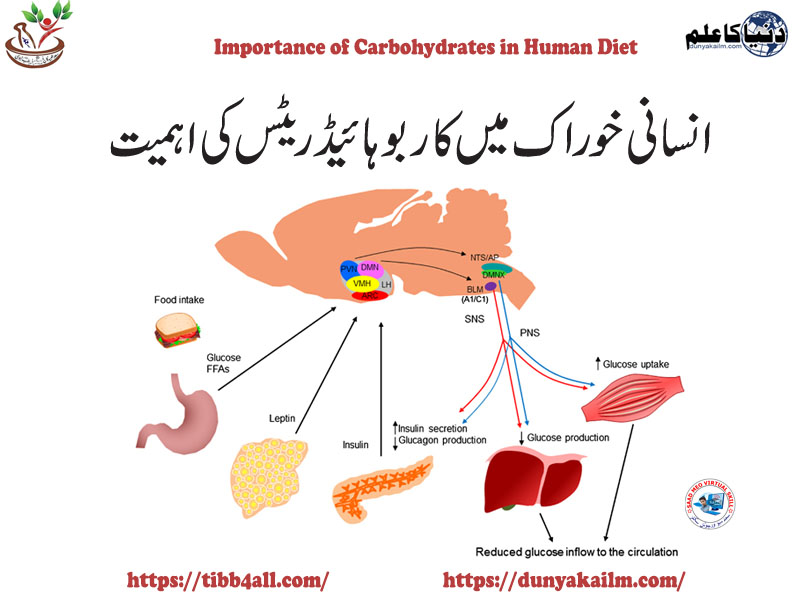 The Importance of Carbohydrates in the Human Diet