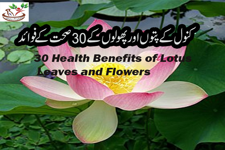 کنول کے پتوں اور پھولوں کے 30 صحت کے فوائد