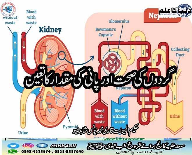 گردوں کی صحت اور پانی کی مقدار کا تعین
